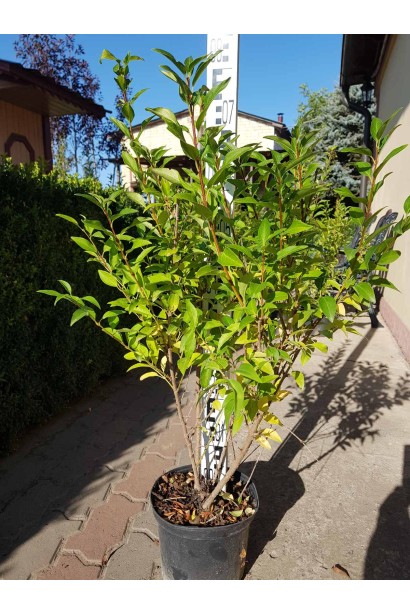 Форзиція середня Уікенд / Вікенд - 5л/вис.70-90см/Ø35-45см